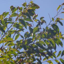 Wavering Feeling feat. RIME - Single. Передняя обложка. Нажмите, чтобы увеличить.