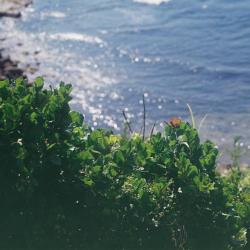 Vector feat. RIME - Single. Передняя обложка. Нажмите, чтобы увеличить.