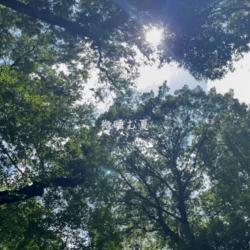 Drowsy Summer - Single. Передняя обложка. Нажмите, чтобы увеличить. Drowsy Summer - Single. Передняя обложка. Нажмите, чтобы увеличить.