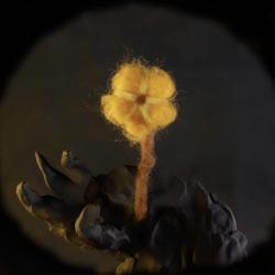 Hopefully Hope Original Motion Picture Soundtrack - EP. Передняя обложка. Нажмите, чтобы увеличить.