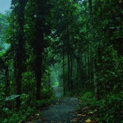 Free the Suppressed - Single. Передняя обложка. Нажмите, чтобы увеличить.