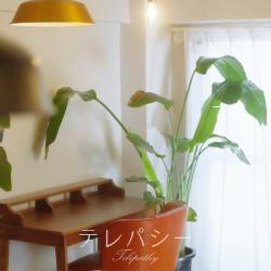 テレパシー - Single. Передняя обложка. Нажмите, чтобы увеличить.