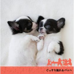 New Sleeping Bach. Передняя обложка. Нажмите, чтобы увеличить. New Sleeping Bach. Передняя обложка. Нажмите, чтобы увеличить.