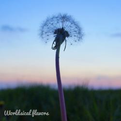 Worldsical Flavors. Передняя обложка. Нажмите, чтобы увеличить. Worldsical Flavors. Передняя обложка. Нажмите, чтобы увеличить.