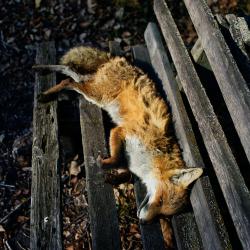 Les sons de la zone. Передняя обложка. Нажмите, чтобы увеличить. Les sons de la zone. Передняя обложка. Нажмите, чтобы увеличить.