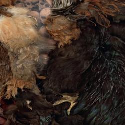 Wild Gene Original Soundtrack. Передняя обложка. Нажмите, чтобы увеличить. Wild Gene Original Soundtrack. Передняя обложка. Нажмите, чтобы увеличить.