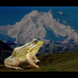 Journey of the Heroic Frog - EP. Передняя обложка. Нажмите, чтобы увеличить. Journey of the Heroic Frog - EP. Передняя обложка. Нажмите, чтобы увеличить.