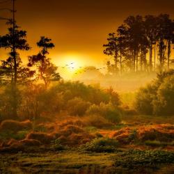 The Forest Awakes Original Score - Single. Передняя обложка. Нажмите, чтобы увеличить. The Forest Awakes Original Score - Single. Передняя обложка. Нажмите, чтобы увеличить.