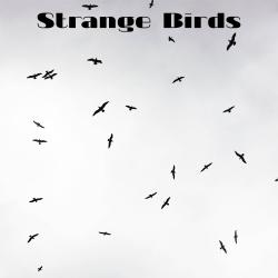 Strange Birds - EP. Передняя обложка. Нажмите, чтобы увеличить. Strange Birds - EP. Передняя обложка. Нажмите, чтобы увеличить.
