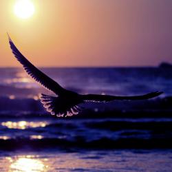 Freeborn Instrumental Version - Single. Передняя обложка. Нажмите, чтобы увеличить. Freeborn Instrumental Version - Single. Передняя обложка. Нажмите, чтобы увеличить.