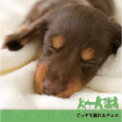 New Sleeping Cello. Передняя обложка. Нажмите, чтобы увеличить. New Sleeping Cello. Передняя обложка. Нажмите, чтобы увеличить.