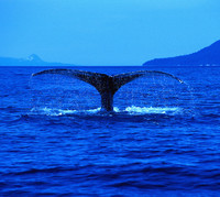 Crying Whale - Single. Передняя обложка. Нажмите, чтобы увеличить. Crying Whale - Single. Передняя обложка. Нажмите, чтобы увеличить.