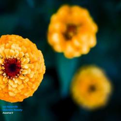 Awashed II Obscure Beauty. Передняя обложка. Нажмите, чтобы увеличить. Awashed II Obscure Beauty. Передняя обложка. Нажмите, чтобы увеличить.