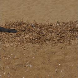 Maury's Payment - Single. Передняя обложка. Нажмите, чтобы увеличить. Maury's Payment - Single. Передняя обложка. Нажмите, чтобы увеличить.